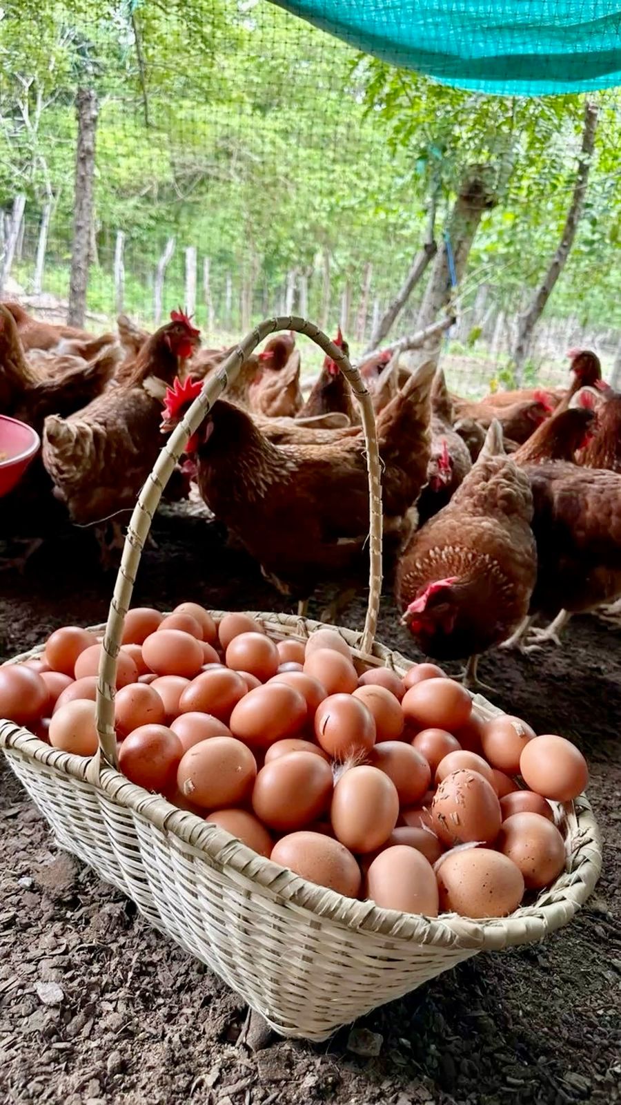 Animal farming